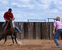 ranch-versatility-quarter-horse