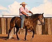 ranch-work-quarter-horse