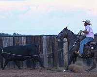 roping-quarter-horse