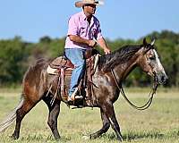 team-penning-quarter-horse