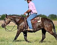 trail-quarter-horse