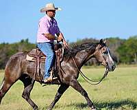 trail-riding-quarter-horse