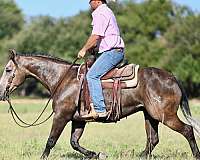 western-riding-quarter-horse