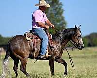 working-cattle-quarter-horse