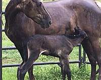 rocky-mountain-horse-for-sale