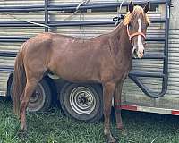 rocky-mountain-gelding