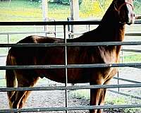 rmha-rocky-mountain-gelding-mare