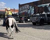 ranch-work-paint-horse