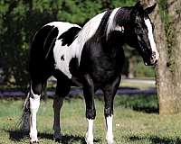 trail-riding-paint-horse