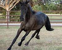 black-none-horse