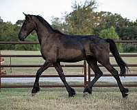 all-around-friesian-horse