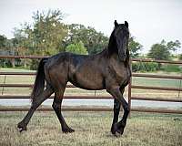 athletic-friesian-horse