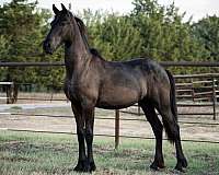 breeding-friesian-horse