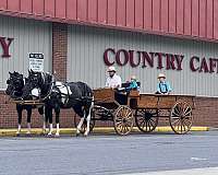 husband-safe-quarter-horse