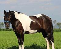 pinto-athletic-horse