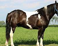 pinto-quarter-horse-gelding