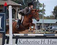 chestnut-chincoteague-pony-mare