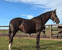 brown-rocky-mountain-mare