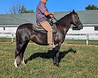 black-brown-show-trail-horse