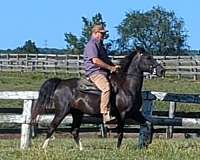 black-mare-rocky-mountain-horse