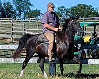 black-mare-rocky-mountain-horse