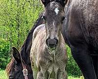 confirmation-rocky-mountain-horse