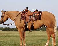 athletic-quarter-horse