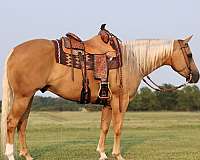 performance-quarter-horse