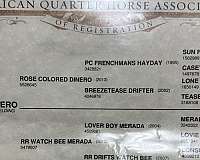 ranch-quarter-horse