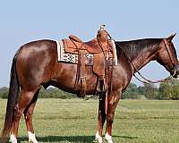 performance-quarter-horse