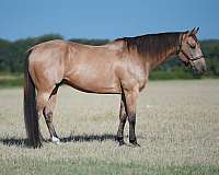 athletic-quarter-horse