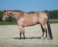 barrel-quarter-horse