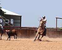 barrel-racing-quarter-horse