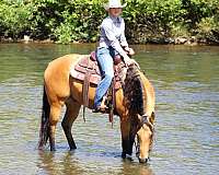 lesson-quarter-horse