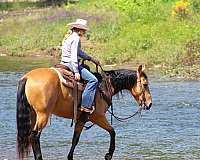 ranch-quarter-horse