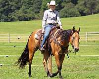 ranch-versatility-quarter-horse