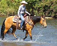 ranch-work-quarter-horse