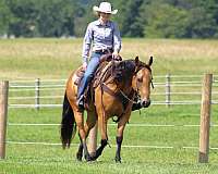 roping-quarter-horse