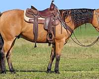 show-quarter-horse