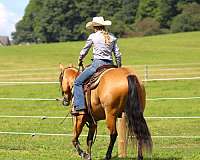 team-penning-quarter-horse