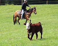 trail-riding-quarter-horse