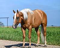 athletic-quarter-horse