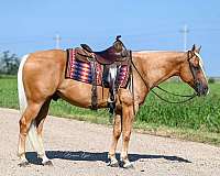 husband-safe-quarter-horse