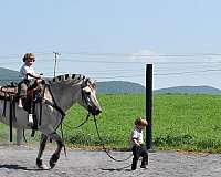 athletic-fjord-horse