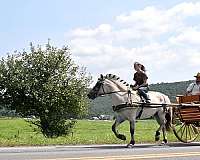 beginner-fjord-horse