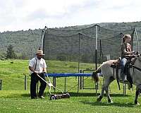 driving-fjord-horse