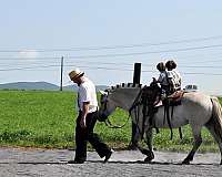 parade-fjord-horse