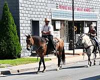 ranch-work-fjord-horse