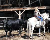 school-fjord-horse