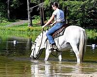 show-fjord-horse